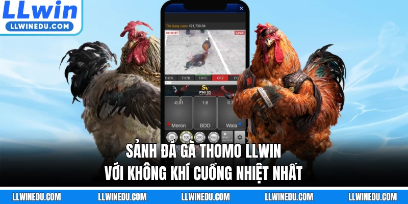Sảnh đá gà Thomo LLWIN với không khí cuồng nhiệt nhất